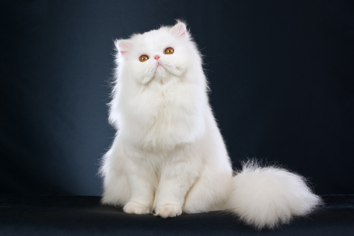 高清白色可爱波斯猫4k动物壁纸下载4000×2666-86资源网