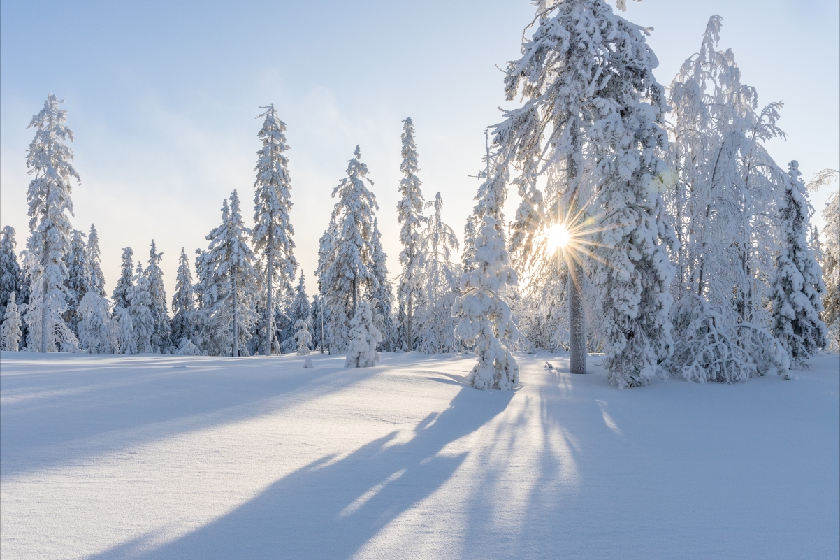冬天 雪 森林 太阳5k高清风景壁纸下载-86资源网